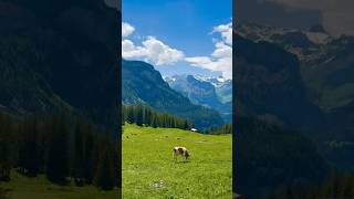 Cowbells of Switzerland 🫶🐄 cowbell switzerland travel europe [upl. by Larimer]