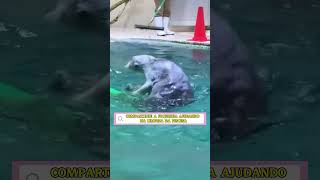 FOCA AJUDANDO NA LIMPEZA DA PISCINA [upl. by Adeehsar]