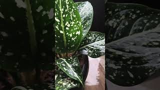 Aglaonema costatum mygardenmylove aglaonema aaglaonemaplant aglaonemavarieties aglaonemalovers [upl. by Cecilia]