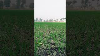 Germination of wheat subhani  گندم سبحانی کا اگاؤ  Babar Vlogs [upl. by Lekram]