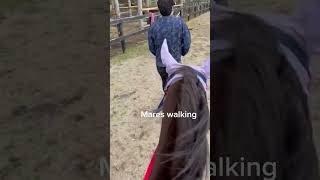 Mares vs ponies vs geldings walking [upl. by Rbma737]