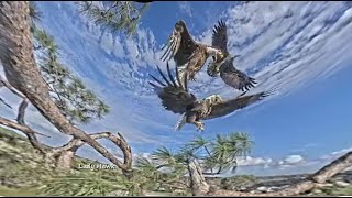 SWFL Eagles  M15 amp F23 FIERCELY DEFEND amp PROTECT NEST amp E23 FROM 2 INTRUDERS AMAZING VIEW 12714 [upl. by Aiki]