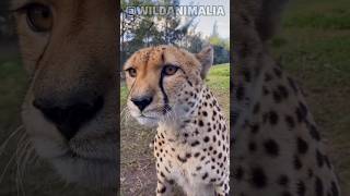 Why Cheetahs Cant Roar And Other Weird Cat Facts animals cheetah shorts [upl. by Konrad]