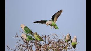 Agapornis canus Lovebirds  Gary headed parrots [upl. by Maupin]