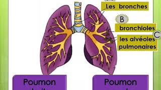 Sciences 4ème primaire 2ème semestre unité1 Leçon2 Lappareil respiratoire [upl. by Isolt]