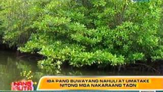 UB Pagkakahuli sa pinakamalaking buwaya na si Lolong naging usapusapan sa buong mundo [upl. by Ahteres]