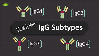 IgG Antibodies subtypes  Full Lecture  Immunology  Basic Science Series [upl. by Ihcekn]