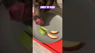 Dog Reviews Apples  Gigi [upl. by Fusco]