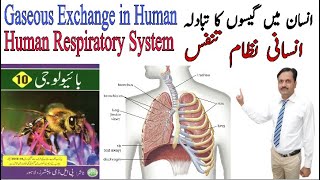 Gaseous exchange in ManBiology10thChapter No10Homeostasis PTBB Lahore by Muhammad Saleem [upl. by Alejo144]