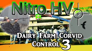 Nitro HV Dairy farm Corvid Control 3 [upl. by Eiruam281]