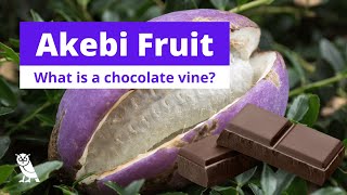 What are Akebi fruits Chocolate Vine  Fruits You Probably Never Heard Of  Ep 12 [upl. by Airdnas]