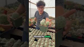 Conoce el Tephrocactus Geometricus Planta geométrica y exótica [upl. by Balf831]