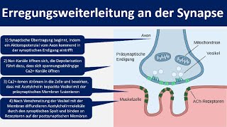 Erregungsweiterleitung an der Synapse  Chemische Synapse Neurobiologie Oberstufe [upl. by Ymmak]