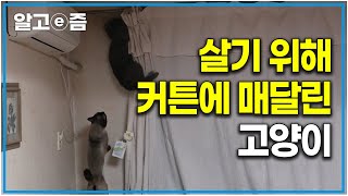 어릴 땐 잘 놀아주더니 중성화 이후부터 공격당했다 정말 죽일 듯이 아기 고양이를 공격하는 고양이｜고양이를 부탁해｜알고e즘 [upl. by Ricker]