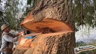 Dropping HUGE TREES next to a house My Norwegian friend can’t believe how big our trees are [upl. by Lenee]