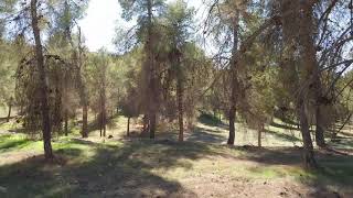 Walk Inside the biggest forest in Israel 4K  היער הגדול בישראל יתיר [upl. by Fusco]