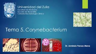 Tema 5 Corynebacterium [upl. by Lain712]