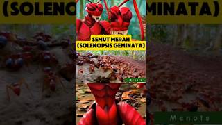 Semut Merah Solenopsis geminata serangga ai anime [upl. by Erbma48]