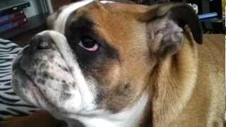 English bulldog crying [upl. by Ailima]