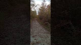 On the trail of unknown animals Tobyhanna Newtman State park pennsylvania cryptid [upl. by Patience]