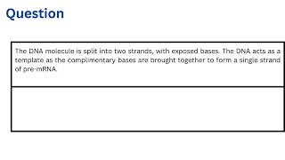 The DNA molecule is split into two strands with exposed bases [upl. by Esaertal50]