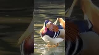 The Beautiful Mandarin Duck  Aix galericulata [upl. by Lebasy686]