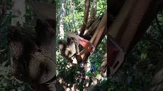 Faca Xingu XV2344 camping bushcraft xingu gordaodasfacas [upl. by Annodam52]