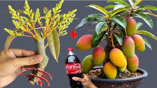 MANGO LEMON GUAVA if you know these 3 super special techniques you can grow any tree at home [upl. by Nospmoht222]