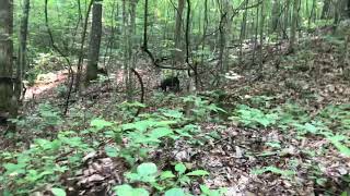 Patterdale terriers hunting [upl. by Horlacher]