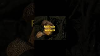 Rafflesia arnaldoiiflower [upl. by Rendrag570]