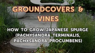 How to Grow Japanese Spurge Pachysandra Terminalis Pachysandra Procumbens [upl. by Atirac]