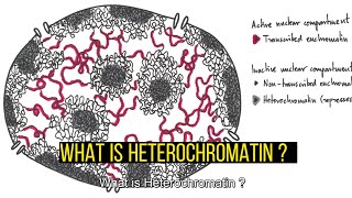 Heterochromatin TypesDifferences Constitutive and Facultative Heterochromatin [upl. by Kumagai]