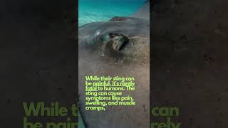 Stingrays DETECT ELECTRICAL signals amp BREATHE differently stingray nature shorts viral funny [upl. by Nica286]