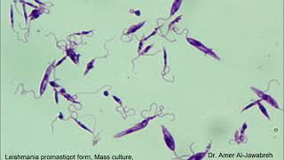 Leishmania promastigotes form mass culture [upl. by Ainaj185]