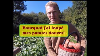 récolte des patates douces les 3 raisons de léchec [upl. by Pages976]