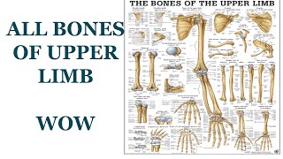 trick of all Bones of upper limb osteology of upper limb [upl. by Tupler]