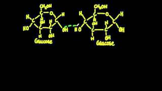 23 Monosaccharide monomers are linked together by condensation reactions [upl. by December]