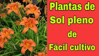 👉 PLANTAS com FLORES de sol pleno deFÁCIL CULTIVO👈 [upl. by Duhl]