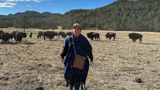 Cabañas los fortines les presento el bisonte americano en Zacatecas [upl. by Katha]