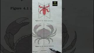 Radial and bilateral symmetry  Animal kingdom ncert imp diagram class 11th ncert biology neet [upl. by Morita]