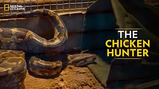 The Chicken Hunter  Snakes SOS Goa’s Wildest  National Geographic [upl. by Earle]