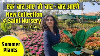 Saini Nursery Visit  Nilothi Village  New summer collection of permanent summer Plants [upl. by Eniamaj]