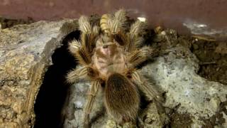 Tarantula Feeding Video 132  Part 1  Late Brunch [upl. by Webber]