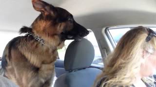 German Shepherd suddenly realizes he is at the vet [upl. by Leik323]