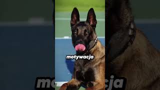 Owczarek Niemiecki vs Malinois Starcie Policyjnych Legend 🐕👮‍♂️ [upl. by Onibas]