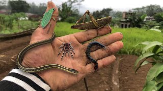 Painful grasshopper claws‼️catch jumping spiders beetles centipedes grasshoppers and snakes [upl. by Carpet]