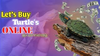 Turtles unboxing Baby Red Eared Slider Turtles redearedsliderturtle redearedsliderturtel [upl. by Ailee]