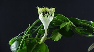 Time Lapse Ceropegia sandersonii [upl. by Deryl]