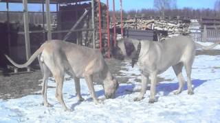 English mastiff vs Great Danemov [upl. by Cattier382]