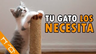 10 Accesorios IMPRESCINDIBLES Para GATOS [upl. by Siva]